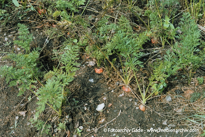 Mohrrübe. Daucus carota ssp. sativus
24. August 2002.  Mecklenburg-Vorpommern. Carwitz. Flora. Pflanzen. Gemüse. Mohrrübe (Daucus carota ssp. sativus).   Doldenblütler (Apiaceae).
Schlüsselwörter: 2002;Carwitz;Deutschland;Flora;Gemüse;Mecklenburg-Vorpommern;Natur;Pflanze;Pflanzen;plants