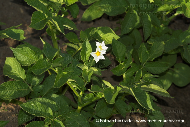Kartoffel (Solanum tuberosum)
4. Juni 2008. Mecklenburg-Vorpommern. Carwitz. Flora. Pflanzen. Kartoffeln in Blüte. Nutzpflanze.
Schlüsselwörter: 2008;Blüte;Carwitz;Feldberger Seenlandschaft;Flora;Garten;Gemüse;Kartoffel;Kartoffeln;Mecklenburg-Vorpommern;Nahrungsmittel;Natur;Nutzpflanze;Pflanzen;plants;Solanum tuberosum