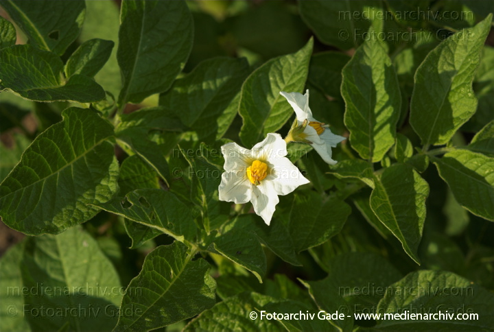 Kartoffel (Solanum tuberosum)
4. Juni 2008. Mecklenburg-Vorpommern. Carwitz.
Schlüsselwörter: 2008;Blüte;Carwitz;Feldberger Seenlandschaft;Flora;Garten;Gemüse;Kartoffel;Kartoffeln;Mecklenburg-Vorpommern;Nahrungsmittel;Natur;Nutzpflanze;Pflanzen;plants;Solanum tuberosum