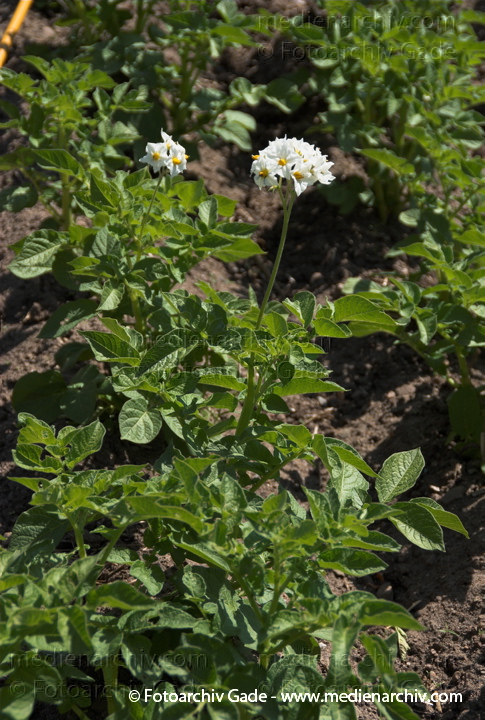 Kartoffel (Solanum tuberosum)
5. Juni 2008. Mecklenburg-Vorpommern. Carwitz. Flora. Pflanzen. Kartoffeln in Blüte. Nutzpflanze.
Schlüsselwörter: 2008;Blüte;Carwitz;Feldberger Seenlandschaft;Flora;Garten;Gemüse;Kartoffel;Kartoffeln;Mecklenburg-Vorpommern;Nahrungsmittel;Natur;Nutzpflanze;Pflanzen;plants;Solanum tuberosum