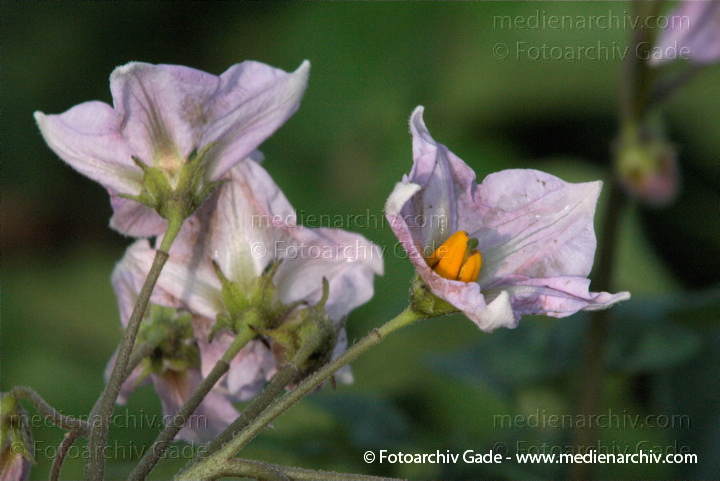 Kartoffel (Solanum tuberosum)
30. 6. 2010. Mecklenburg-Vorpommern. Carwitz. Flora. Pflanzen. Gemüse. Kartoffeln. Blüte
Schlüsselwörter: 2010;Blüte;Carwitz;Feldberger Seenlandschaft;Flora;Gemüse;Kartoffel;Kartoffeln;Mecklenburg-Vorpommern;Natur;Pflanzen;plants;Solanum tuberosum