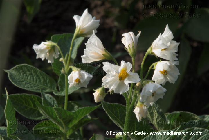 Kartoffel (Solanum tuberosum)
30. 6. 2010. Mecklenburg-Vorpommern. Carwitz. Flora. Pflanzen. Gemüse. Kartoffeln. Blüte
Schlüsselwörter: 2010;Blüte;Carwitz;Feldberger Seenlandschaft;Flora;Gemüse;Kartoffel;Kartoffeln;Mecklenburg-Vorpommern;Natur;Pflanzen;plants;Solanum tuberosum