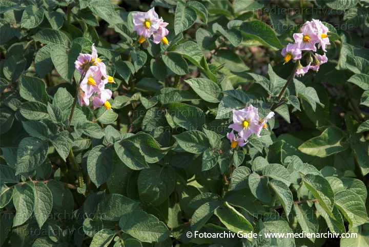 Kartoffel (Solanum tuberosum)
2. 7. 2010. Mecklenburg-Vorpommern. Carwitz. Flora. Pflanzen. Kartoffeln (Solanum tuberosum)   Nachtschattengewächse (Solanaceae), Landwirtschaft. Gemüse
Schlüsselwörter: 2010;Blüte;Carwitz;Feldberger Seenlandschaft;Flora;Garten;Gemüse;Kartoffel;Kartoffeln;Landwirtschaft;Mecklenburg-Vorpommern;Natur;Pflanzen;plants;Solanum tuberosum