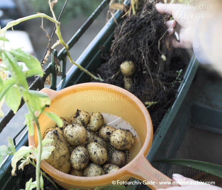 Kartoffel (Solanum tuberosum)
12. 9. 2010. Berlin. Flora. Pflanzen. Gemüse. Kartoffeln aus dem Blumenkasten auf dem Balkon
Schlüsselwörter: 2010;Berlin;Flora;Gemüse;Kartoffel;Kartoffeln;Natur;Pflanzen;plants;Solanum tuberosum;Wedding