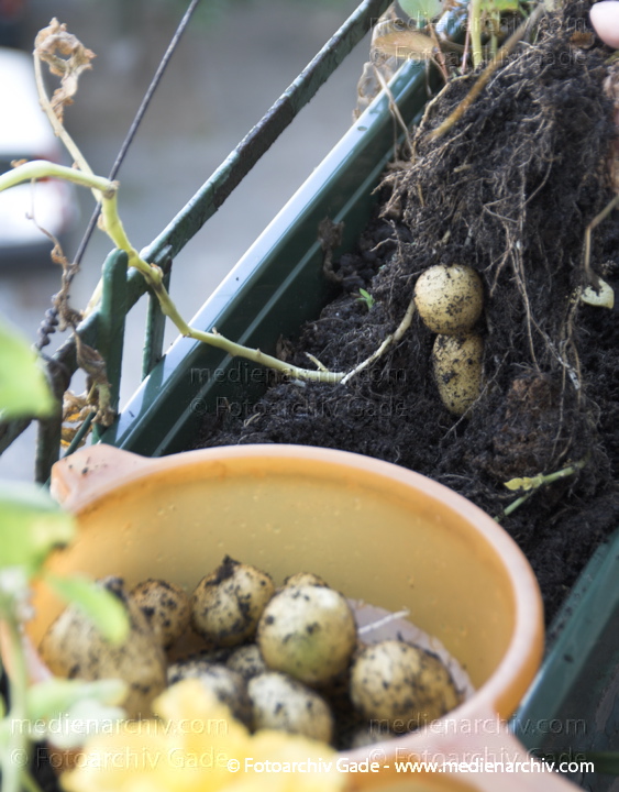 Kartoffel (Solanum tuberosum)
12. 9. 2010. Berlin. Flora. Pflanzen. Gemüse. Kartoffeln aus dem Blumenkasten auf dem Balkon
Schlüsselwörter: 2010;Berlin;Flora;Gemüse;Kartoffel;Kartoffeln;Natur;Pflanzen;plants;Solanum tuberosum;Wedding