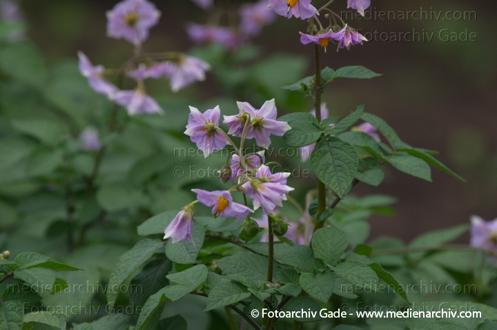 Kartoffel (Solanum tuberosum)
Juli 2011. Mecklenburg-Vorpommern. Carwitz. Flora. Pflanzen. Gemüse. Kartoffeln
Schlüsselwörter: 2011;Carwitz;Flora;Gemüse;Kartoffel;Kartoffeln;Mecklenburg-Vorpommern;Natur;Pflanzen;plants;Solanum tuberosum