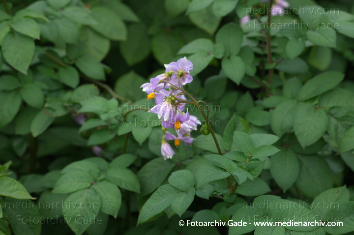 Kartoffel (Solanum tuberosum)
Juli 2011. Mecklenburg-Vorpommern. Carwitz. Flora. Pflanzen. Gemüse. Kartoffeln
Schlüsselwörter: 2011;Blüte;Carwitz;Flora;Gemüse;Kartoffel;Kartoffeln;Mecklenburg-Vorpommern;Natur;Pflanzen;plants;Solanum tuberosum