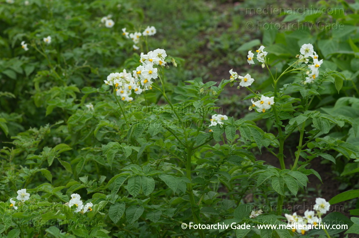 Kartoffel (Solanum tuberosum)
Juli 2011. Mecklenburg-Vorpommern. Carwitz. Flora. Pflanzen. Gemüse. Kartoffeln
Schlüsselwörter: 2011;Blüte;Carwitz;Flora;Gemüse;Kartoffel;Kartoffeln;Mecklenburg-Vorpommern;Natur;Pflanzen;plants;Solanum tuberosum