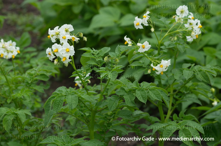 Kartoffel (Solanum tuberosum)
Juli 2011. Mecklenburg-Vorpommern. Carwitz. Flora. Pflanzen. Gemüse. Kartoffeln
Schlüsselwörter: 2011;Blüte;Carwitz;Flora;Gemüse;Kartoffel;Kartoffeln;Mecklenburg-Vorpommern;Natur;Pflanzen;plants;Solanum tuberosum