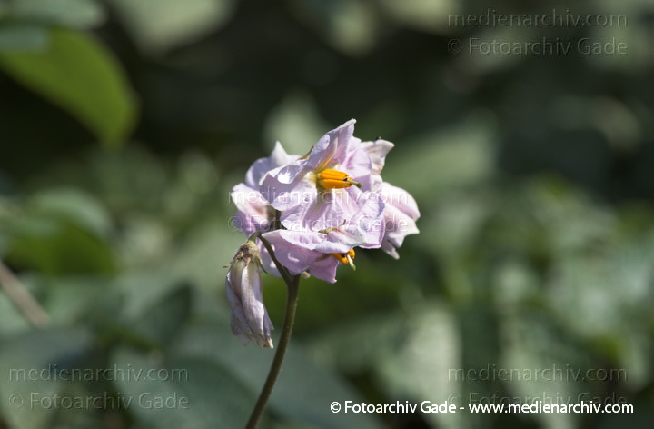 Kartoffel (Solanum tuberosum)
Juli 2011. Mecklenburg-Vorpommern. Carwitz. Flora. Pflanzen. Gemüse. Kartoffeln
Schlüsselwörter: 2011;Blüte;Carwitz;Flora;Gemüse;Kartoffel;Kartoffeln;Mecklenburg-Vorpommern;Natur;Pflanzen;plants;Solanum tuberosum