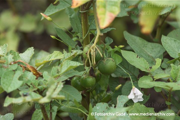 Kartoffel (Solanum tuberosum)
Juli 2011. Mecklenburg-Vorpommern. Carwitz. Flora. Pflanzen. Gemüse. Kartoffeln
Schlüsselwörter: 2011;Carwitz;Flora;Gemüse;Kartoffel;Kartoffeln;Mecklenburg-Vorpommern;Natur;Pflanzen;plants;Solanum tuberosum