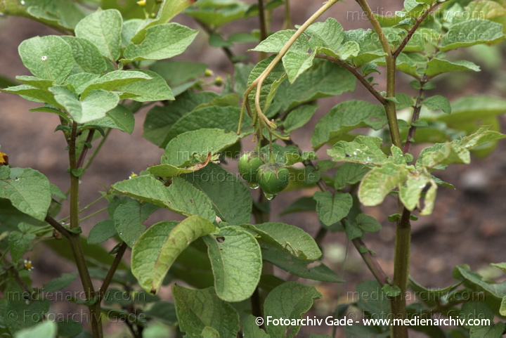 Kartoffel (Solanum tuberosum)
Juli 2011. Mecklenburg-Vorpommern. Carwitz. Flora. Pflanzen. Gemüse. Kartoffeln
Schlüsselwörter: 2011;Carwitz;Flora;Gemüse;Kartoffel;Kartoffeln;Mecklenburg-Vorpommern;Natur;Pflanzen;plants;Solanum tuberosum