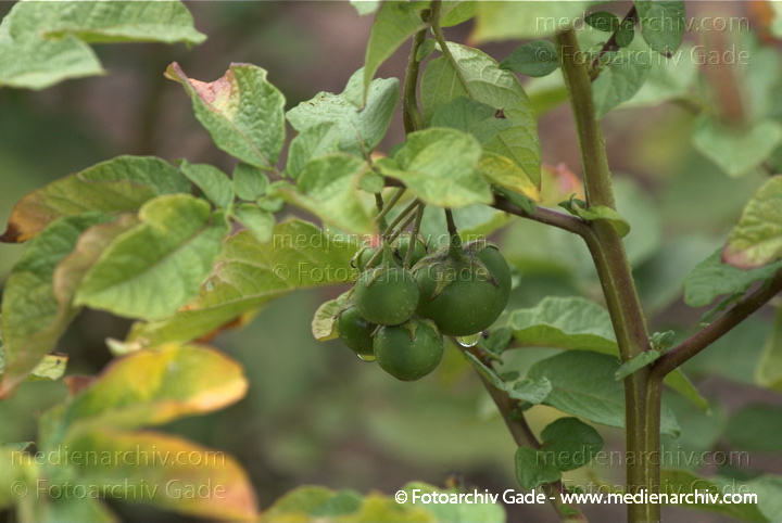 Kartoffel (Solanum tuberosum)
Juli 2011. Mecklenburg-Vorpommern. Carwitz. Flora. Pflanzen. Gemüse. Kartoffeln
Schlüsselwörter: 2011;Carwitz;Flora;Gemüse;Kartoffel;Kartoffeln;Mecklenburg-Vorpommern;Natur;Pflanzen;plants;Solanum tuberosum
