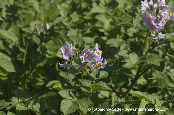 Kartoffel (Solanum tuberosum)
6. 7. 2013. Brandenburg. Linum. Flora. Pflanzen. Kartoffel (Solanum tuberosum)
Schlüsselwörter: 2013;Blüte;Brandenburg;Flora;Gemüse;Kartoffel;Kartoffeln;Linum;Pflanzen;plants;Solanum tuberosum