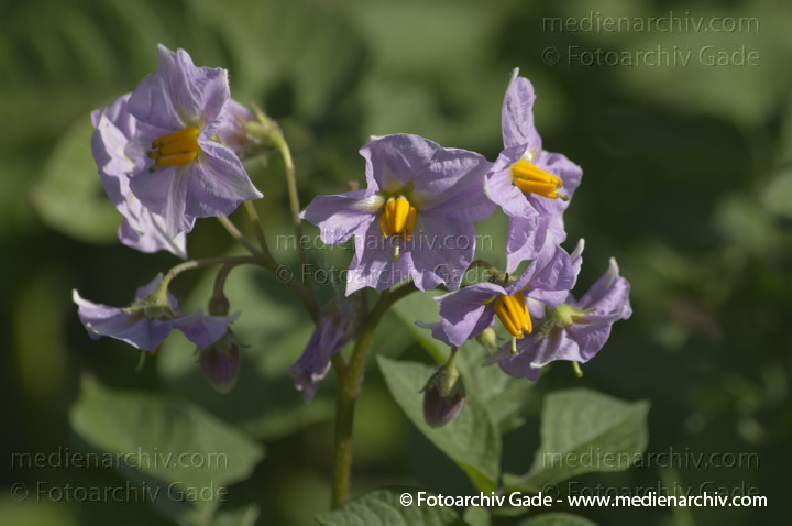 Kartoffel (Solanum tuberosum)
6. 7. 2013. Brandenburg. Linum. Flora. Pflanzen. Kartoffel (Solanum tuberosum)
Schlüsselwörter: 2013;Blüte;Brandenburg;Flora;Gemüse;Kartoffel;Kartoffeln;Linum;Pflanzen;plants;Solanum tuberosum