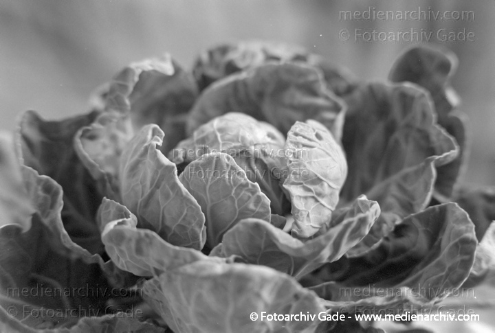 Kohl (Brassica)
1995. Pflanze. Gemüse. Kohlkopf
Schlüsselwörter: 1995;Brassica;Flora;Gemüse;Kohl;Natur;Pflanzen;plants