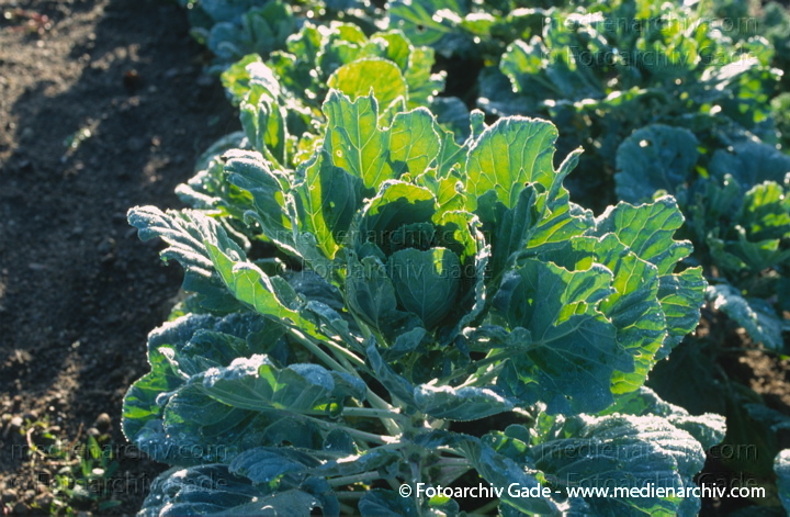 Kohl (Brassica)
1996. Flora. Pflanzen. Gemüse. Kohl
Schlüsselwörter: 1996;Brassica;Flora;Garten;Gemüse;Kohl;Natur;Pflanzen;plants