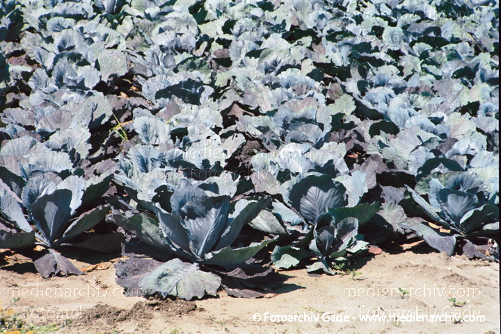 Kohl (Brassica)
Rotkohl (Brassica oleracea var. capitata f. rubra).   Kreuzblütler (Brassicaceae).
Schlüsselwörter: 2002;Brassica;Flora;Gemüse;Kohl;Landwirtschaft;Natur;Pflanzen;plants