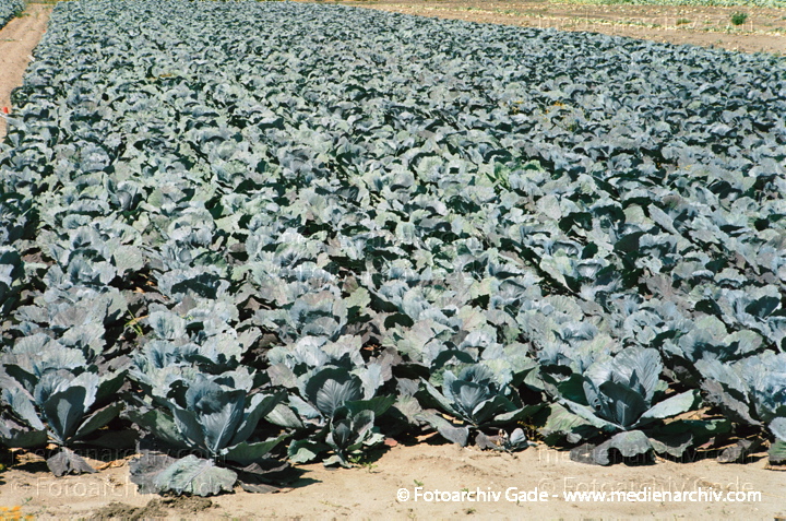 Kohl (Brassica)
Rotkohl (Brassica oleracea var. capitata f. rubra).   Kreuzblütler (Brassicaceae).
Schlüsselwörter: 2002;Brassica;Flora;Gemüse;Kohl;Landwirtschaft;Natur;Pflanzen;plants