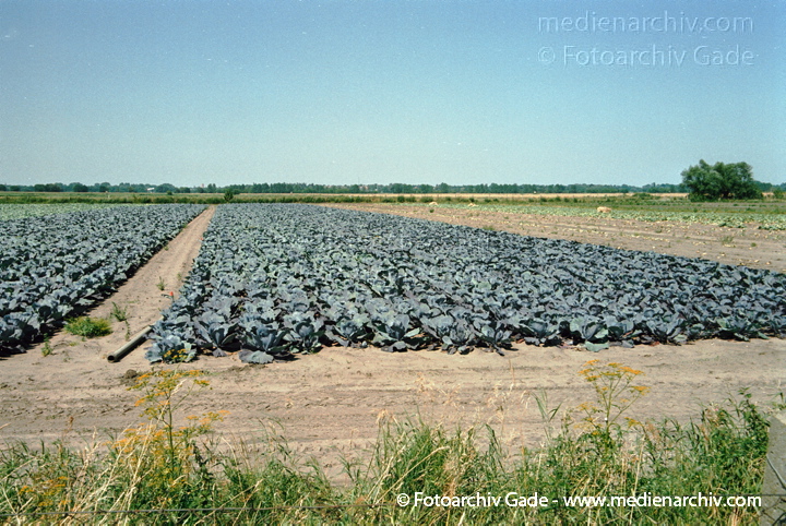 Kohl (Brassica)
Rotkohl (Brassica oleracea var. capitata f. rubra).   Kreuzblütler (Brassicaceae).
Schlüsselwörter: 2002;Brassica;Flora;Gemüse;Kohl;Landwirtschaft;Natur;Pflanzen;plants