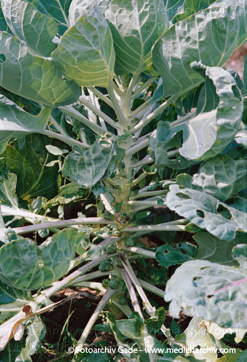 Gemüse.  Rosenkohl
24. 8. 2002. Gemüse. Pflanzen. Flora. Rosenkohl. Brassica oleracea var. gemmifera
Schlüsselwörter: 2002;Brassica oleracea var. gemmifera;Flora;Gemüse;Natur;Pflanzen;plants;Rosenkohl