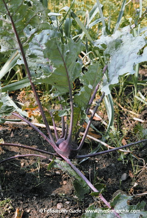 Kohlrabi (Brassica oleracea var. gongylodes L.)
24. August 2002.  Mecklenburg-Vorpommern. Carwitz. Flora. Pflanzen. Gemüse. Kohlrabi (Brassica oleracea convar. acephala var. gongylodes).   Kreuzblütler (Brassicaceae).
Schlüsselwörter: 2002;Brassica oleracea;Carwitz;Deutschland;Flora;Gemüse;Kohlrabi;Mecklenburg-Vorpommern;Natur;Pflanze;Pflanzen;plants