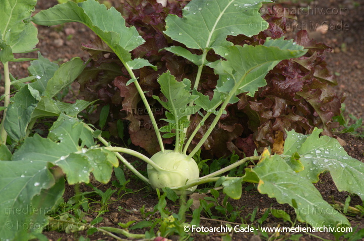 Kohlrabi (Brassica oleracea var. gongylodes L.)
Juli 2011. Mecklenburg-Vorpommern. Carwitz. Flora. Pflanzen. Gemüse. Kohlrabi (Brassica oleracea var. gongylodes L.)
Schlüsselwörter: 2011;Brassica oleracea;Carwitz;Flora;Gemüse;Kohlrabi;Mecklenburg-Vorpommern;Natur;Pflanzen;plants