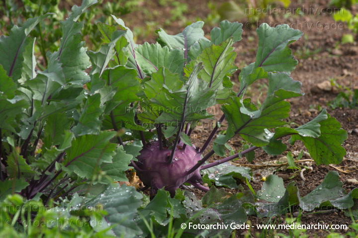 Kohlrabi (Brassica oleracea var. gongylodes L.)
Juli 2011. Mecklenburg-Vorpommern. Carwitz. Flora. Pflanzen. Gemüse. Kohlrabi (Brassica oleracea var. gongylodes L.)
Schlüsselwörter: 2011;Brassica oleracea;Carwitz;Flora;Gemüse;Kohlrabi;Mecklenburg-Vorpommern;Natur;Pflanzen;plants