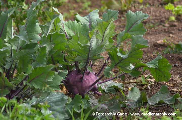 Kohlrabi (Brassica oleracea var. gongylodes L.)
Juli 2011. Mecklenburg-Vorpommern. Carwitz. Flora. Pflanzen. Gemüse. Kohlrabi (Brassica oleracea var. gongylodes L.)
Schlüsselwörter: 2011;Brassica oleracea;Carwitz;Flora;Gemüse;Kohlrabi;Mecklenburg-Vorpommern;Natur;Pflanzen;plants