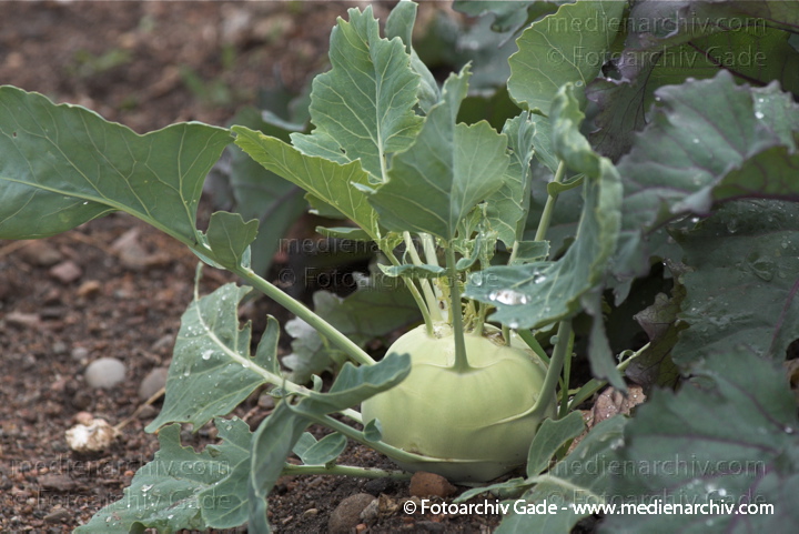 Kohlrabi (Brassica oleracea var. gongylodes L.)
Juli 2011. Mecklenburg-Vorpommern. Carwitz. Flora. Pflanzen. Gemüse. Kohlrabi (Brassica oleracea var. gongylodes L.)
Schlüsselwörter: 2011;Brassica oleracea;Carwitz;Flora;Gemüse;Kohlrabi;Mecklenburg-Vorpommern;Natur;Pflanzen;plants