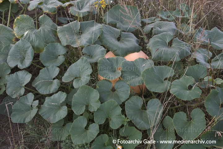 Kürbisse (Cucurbita)
20. 8. 2006. Mecklenburg-Vorpommern. Carwitz. Flora. Pflanzen. Kürbis (Cucurbita spec.).   Kürbisgewächse (Cucurbitaceae).
Schlüsselwörter: 2006;Carwitz;Cucurbita;Flora;Gemüse;Kürbisse;Mecklenburg-Vorpommern;Natur;Pflanzen;plants