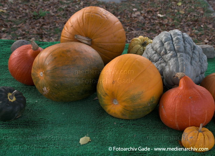 Kürbisse (Cucurbita)
31. 10. 2009. Brandenburg. Rhinluch. Linum. Landwirtschaft. Fauna. Pflanzen. Kürbisse
Schlüsselwörter: 2009;Brandenburg;Cucurbita;Flora;Gemüse;Kürbisse;Landwirtschaft;Linum;Natur;Pflanzen;plants;Rhinluch
