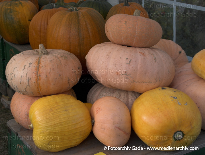 Kürbisse (Cucurbita)
31. 10. 2009. Brandenburg. Rhinluch. Linum. Landwirtschaft. Fauna. Pflanzen. Kürbisse
Schlüsselwörter: 2009;Brandenburg;Cucurbita;Flora;Gemüse;Kürbisse;Landwirtschaft;Linum;Natur;Pflanzen;plants;Rhinluch