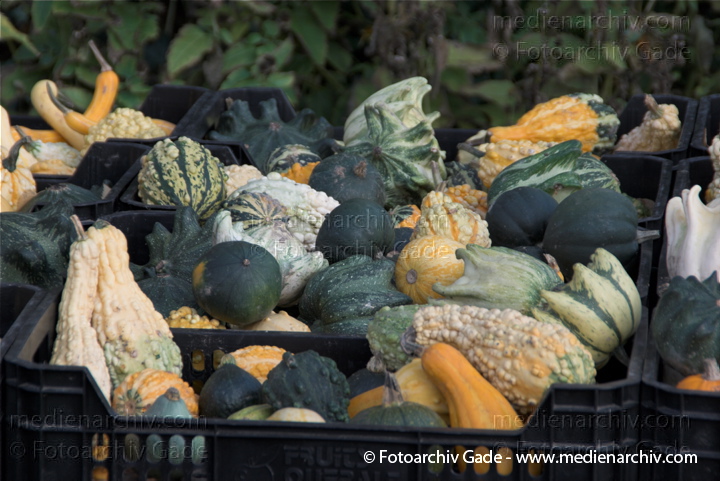 Kürbisse (Cucurbita)
31. 10. 2009. Brandenburg. Rhinluch. Linum. Landwirtschaft. Fauna. Pflanzen. Kürbisse
Schlüsselwörter: 2009;Brandenburg;Cucurbita;Flora;Gemüse;Kürbisse;Landwirtschaft;Linum;Natur;Pflanzen;plants;Rhinluch
