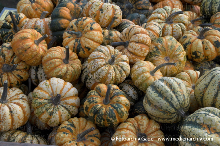 Kürbisse (Cucurbita)
31. 10. 2009. Brandenburg. Rhinluch. Linum. Landwirtschaft. Fauna. Pflanzen. Kürbisse
Schlüsselwörter: 2009;Brandenburg;Cucurbita;Flora;Gemüse;Kürbisse;Landwirtschaft;Linum;Natur;Pflanzen;plants;Rhinluch