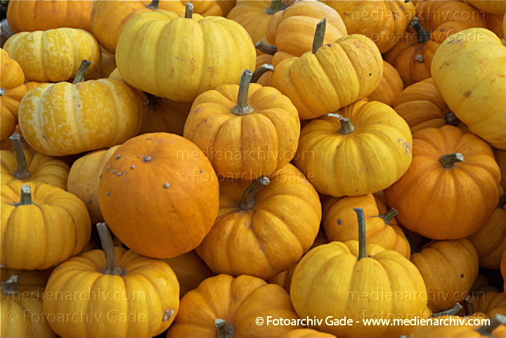 Kürbisse (Cucurbita)
31. 10. 2009. Brandenburg. Rhinluch. Linum. Landwirtschaft. Fauna. Pflanzen. Kürbisse
Schlüsselwörter: 2009;Brandenburg;Cucurbita;Flora;Gemüse;Kürbisse;Landwirtschaft;Linum;Natur;Pflanzen;plants;Rhinluch