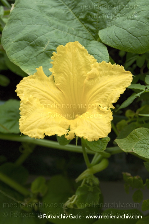 Kürbisse (Cucurbita)
1. 8. 2010. Berlin. Flora. Pflanzen.
Schlüsselwörter: 2010;Berlin;Cucurbita;Flora;Gemüse;Kürbisse;Natur;Pflanzen;plants