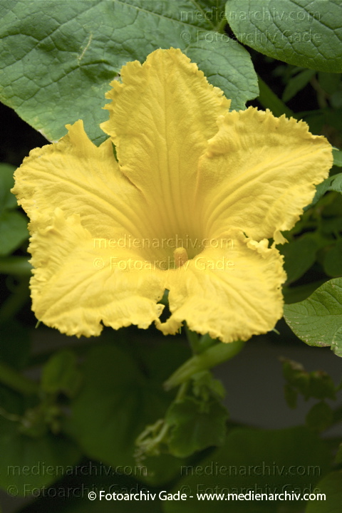 Kürbisse (Cucurbita)
1. 8. 2010. Berlin. Flora. Pflanzen.
Schlüsselwörter: 2010;Berlin;Cucurbita;Flora;Gemüse;Kürbisse;Natur;Pflanzen;plants