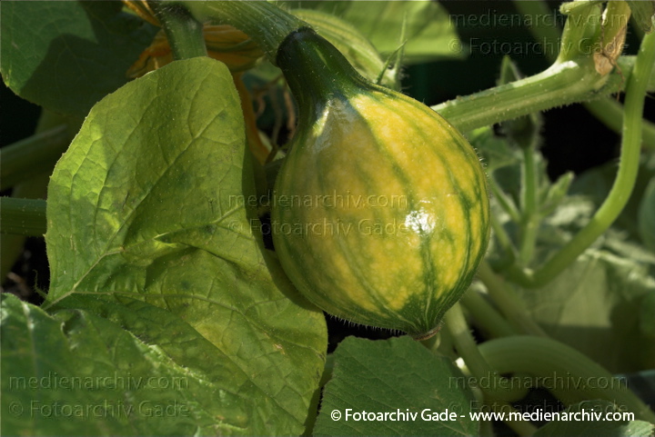 Kürbisse (Cucurbita)
20. 8. 2010. Berlin. Flora. Pflanzen. Kürbis im Blumenkasten. Kürbisse (Cucurbita)    Kürbisgewächse (Cucurbitaceae)
Schlüsselwörter: 2010;Berlin;Cucurbita;Flora;Gemüse;Kürbis;Kürbisse;Natur;Pflanzen;plants