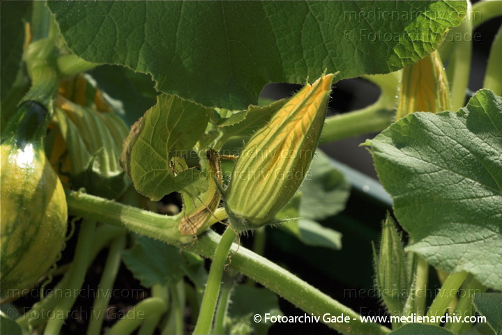 Kürbisse (Cucurbita)
20. 8. 2010. Berlin. Flora. Pflanzen. Kürbis im Blumenkasten. Kürbisse (Cucurbita)    Kürbisgewächse (Cucurbitaceae)
Schlüsselwörter: 2010;Berlin;Cucurbita;Flora;Gemüse;Kürbis;Kürbisse;Natur;Pflanzen;plants