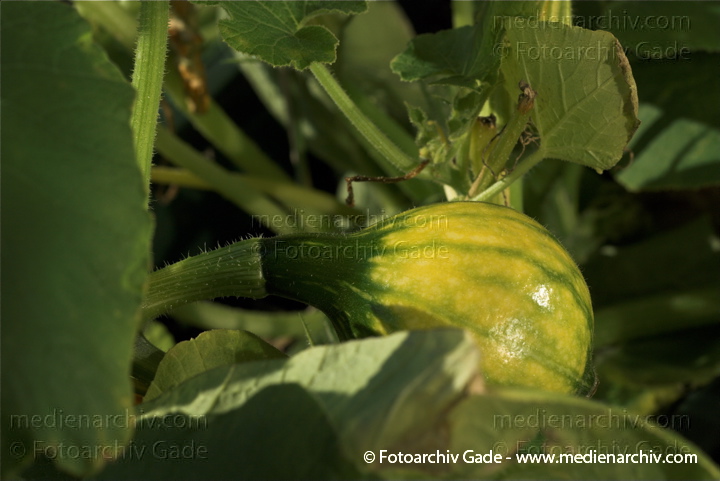 Kürbisse (Cucurbita)
20. 8. 2010. Berlin. Flora. Pflanzen. Kürbis im Blumenkasten. Kürbisse (Cucurbita)    Kürbisgewächse (Cucurbitaceae)
Schlüsselwörter: 2010;Berlin;Cucurbita;Flora;Gemüse;Kürbis;Kürbisse;Natur;Pflanzen;plants