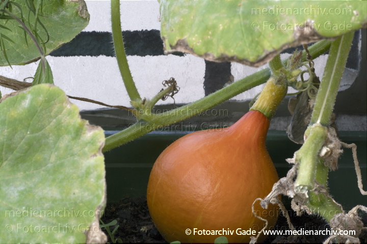 Kürbisse (Cucurbita)
11. 9. 2010. Berlin. Flora. Pflanzen. Kürbis im Blumenkasten. Kürbisse (Cucurbita)    Kürbisgewächse (Cucurbitaceae)
Schlüsselwörter: 2010;Berlin;Cucurbita;Cucurbitaceae;Flora;Gemüse;Kürbisse;Natur;Pflanzen;plants