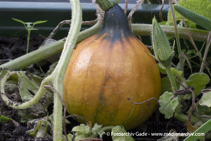 Kürbisse (Cucurbita)
11. 9. 2010. Berlin. Flora. Pflanzen. Kürbis im Blumenkasten. Kürbisse (Cucurbita)    Kürbisgewächse (Cucurbitaceae)
Schlüsselwörter: 2010;Berlin;Cucurbita;Cucurbitaceae;Flora;Gemüse;Kürbisse;Natur;Pflanzen;plants