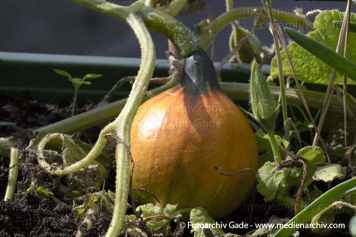 Kürbisse (Cucurbita)
11. 9. 2010. Berlin. Flora. Pflanzen. Kürbis im Blumenkasten. Kürbisse (Cucurbita)    Kürbisgewächse (Cucurbitaceae)
Schlüsselwörter: 2010;Berlin;Cucurbita;Cucurbitaceae;Flora;Gemüse;Kürbisse;Natur;Pflanzen;plants