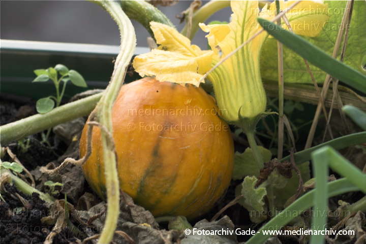 Kürbisse (Cucurbita)
13. 9. 2010. Berlin. Flora. Pflanzen. Gemüse. Kürbis
Schlüsselwörter: 2010;Berlin;Cucurbita;Flora;Gemüse;Kürbis;Kürbisse;Natur;Pflanzen;plants;Wedding