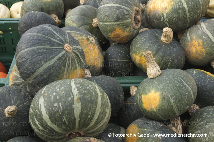 Kürbisse (Cucurbita)
4. 11. 2012. Brandenburg.Linum. Hofladen. Kürbisse
Schlüsselwörter: 2012;Brandenburg;Cucurbita;Flora;Gemüse;Hofladen;Kürbisse;Linum;Natur;Pflanzen;plants