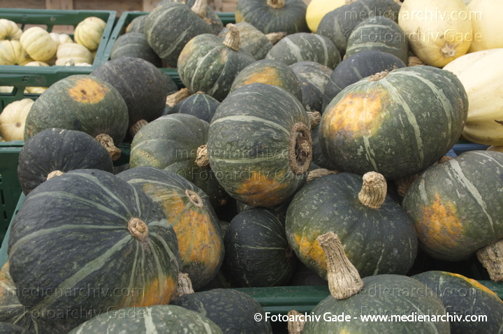Kürbisse (Cucurbita)
4. 11. 2012. Brandenburg.Linum. Hofladen. Kürbisse
Schlüsselwörter: 2012;Brandenburg;Cucurbita;Flora;Gemüse;Hofladen;Kürbisse;Linum;Natur;Pflanzen;plants