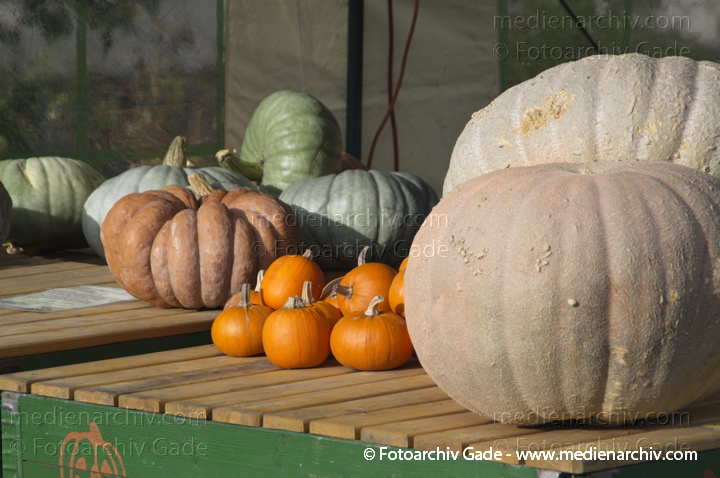 Kürbisse (Cucurbita)
4. 11. 2012. Brandenburg.Linum. Hofladen. Kürbisse
Schlüsselwörter: 2012;Brandenburg;Cucurbita;Flora;Gemüse;Hofladen;Kürbisse;Linum;Natur;Pflanzen;plants