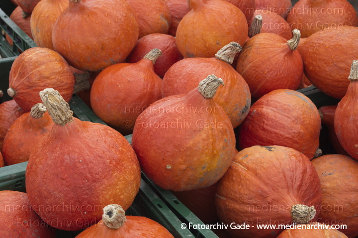 Kürbisse (Cucurbita)
4. 11. 2012. Brandenburg.Linum. Hofladen. Kürbisse
Schlüsselwörter: 2012;Brandenburg;Cucurbita;Flora;Gemüse;Hofladen;Kürbisse;Linum;Natur;Pflanzen;plants