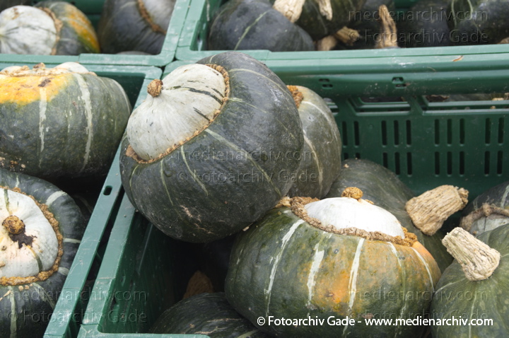 Kürbisse (Cucurbita)
4. 11. 2012. Brandenburg.Linum. Hofladen. Kürbisse
Schlüsselwörter: 2012;Brandenburg;Cucurbita;Flora;Gemüse;Hofladen;Kürbisse;Linum;Natur;Pflanzen;plants
